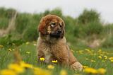 DOGUE DU TIBET 243